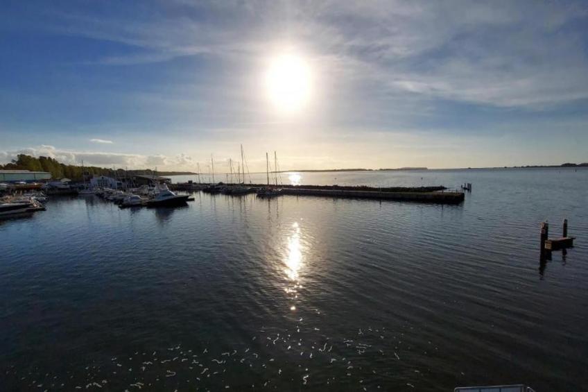 Lachmöwe 2 - foto 34