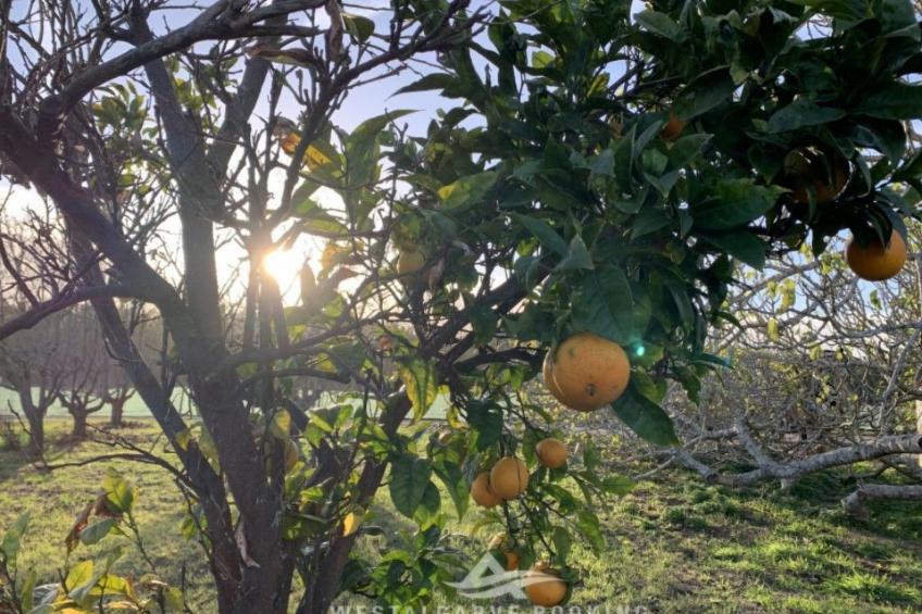 Schönes Landhaus mit Tauchbecken, Strand 3km - foto 25
