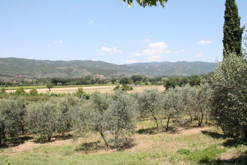 Tillia - foto 11