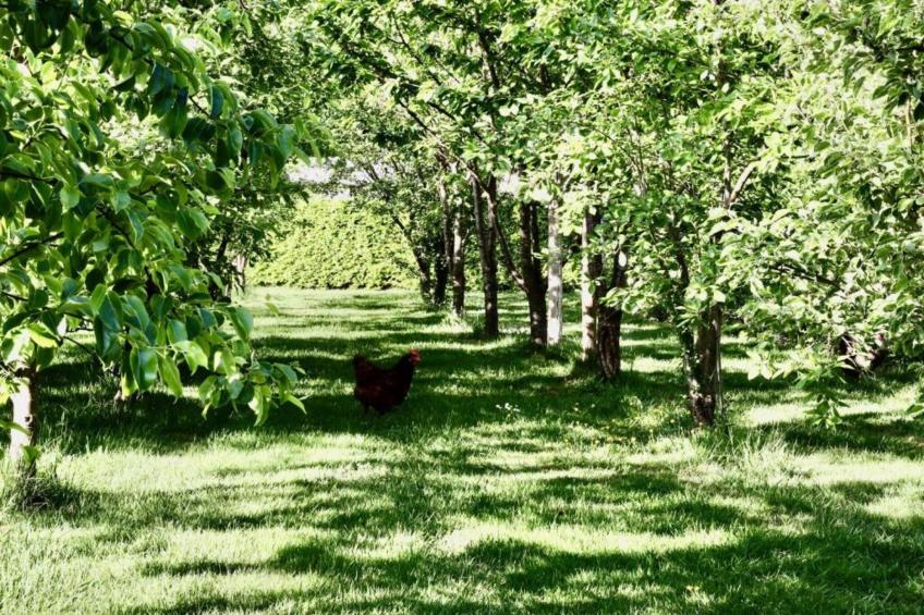 Vakantiepark De Lochemse Berg 2 - foto 26