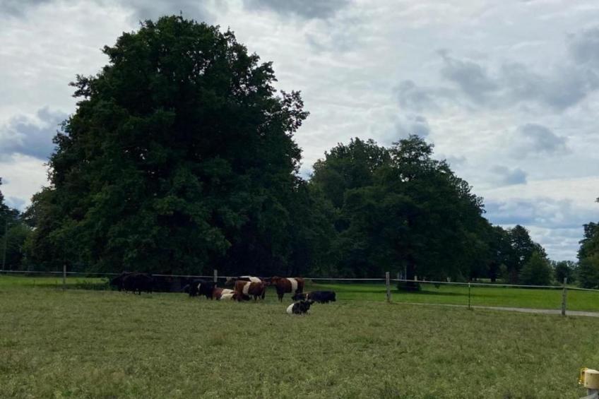 Ferienhaus Lausch - foto 31