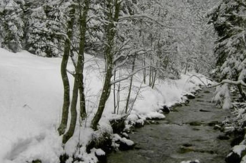 Am Waldrand - foto 38