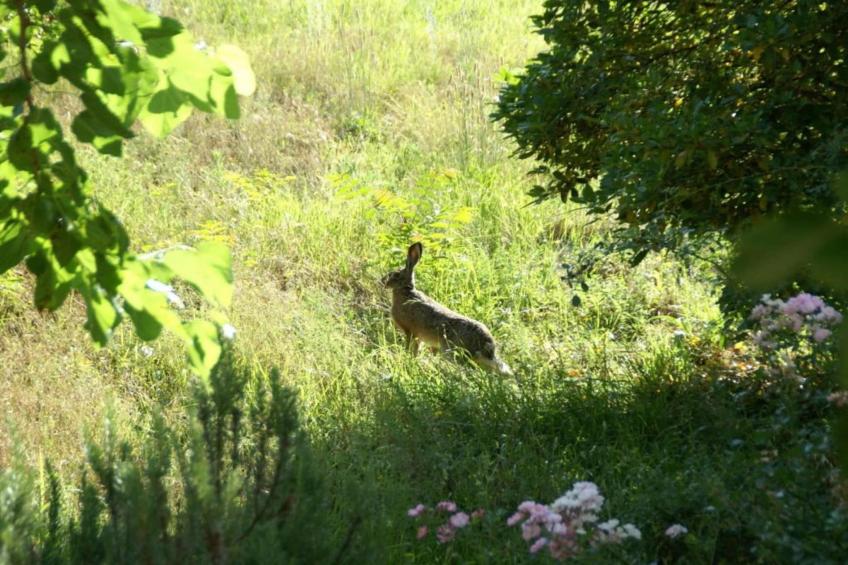 La Petite Buissonnière - foto 40