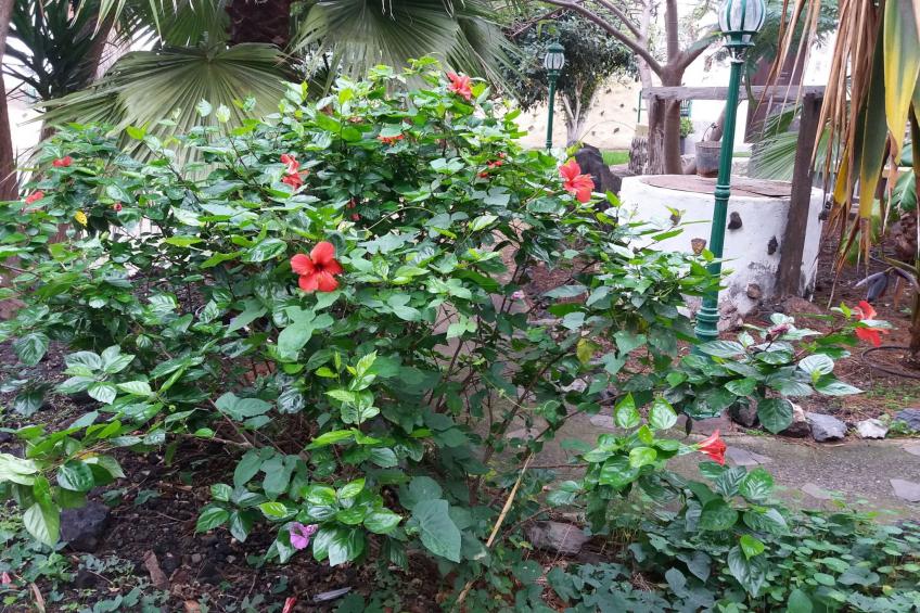 Haus El Cardón A1 - foto 16