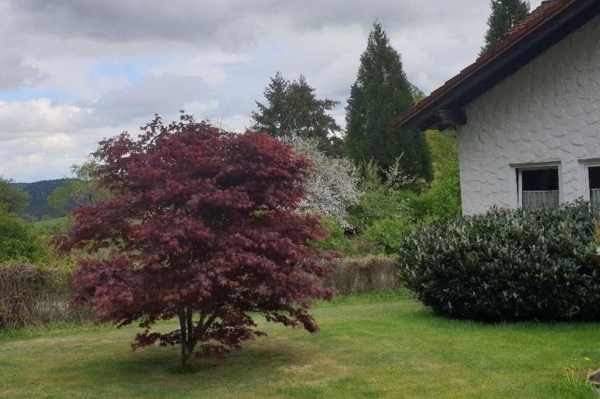 Schwarzwaldglück - foto 27