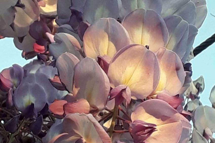 Quinta D'Avó Amélia, wunderschönes Landhaus zwischen den Bergen und dem Meer - foto 29