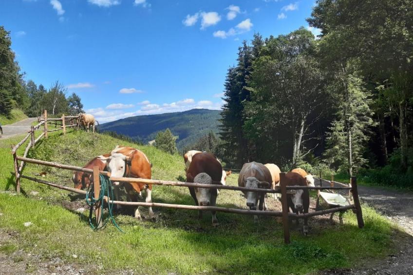 Teichhaus Simperle - foto 27