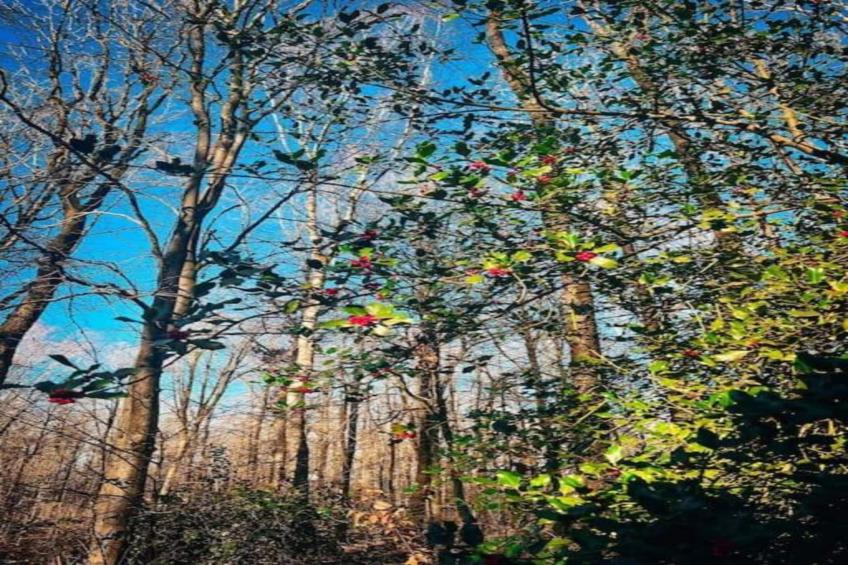 Les Trois Feuilles - foto 32