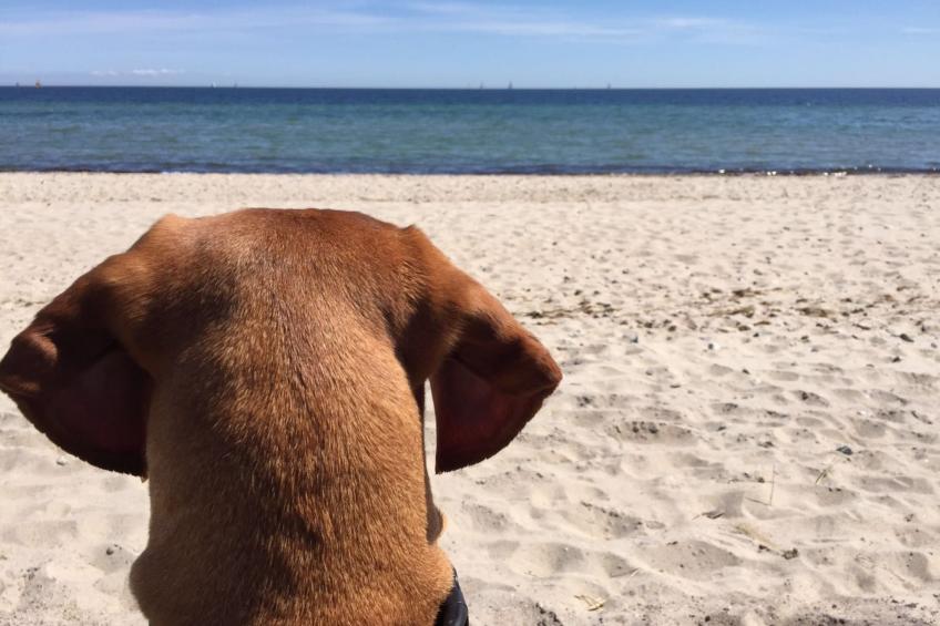 'Heile Welt' bei Maasholm - foto 21