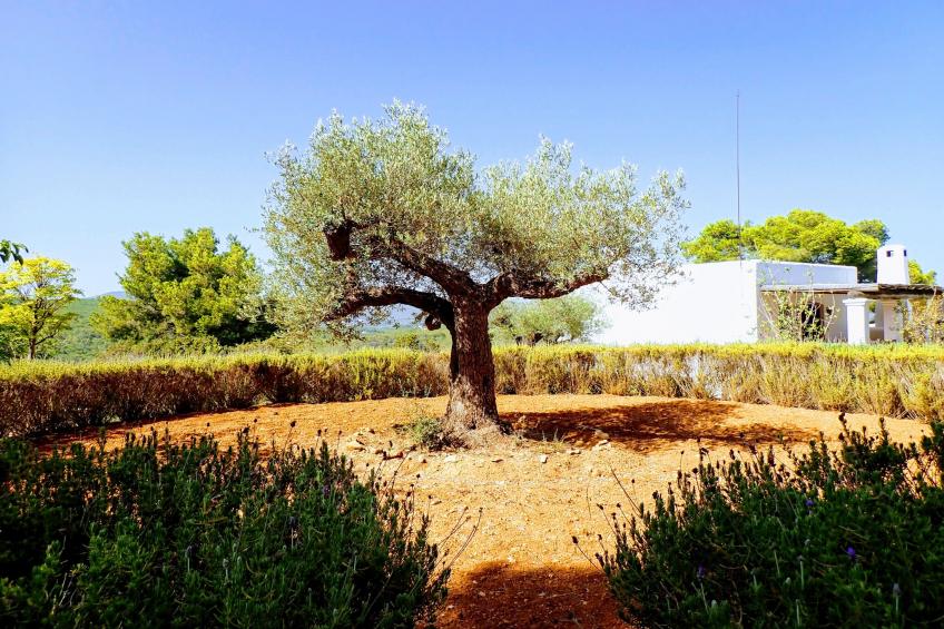 Finca Planetas - foto 29