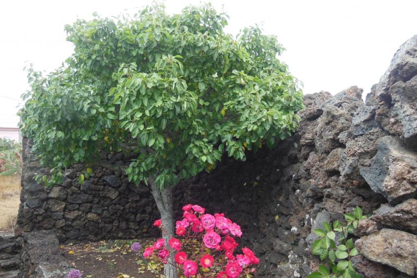 Traditionelles kanarisches Landhaus - foto 41