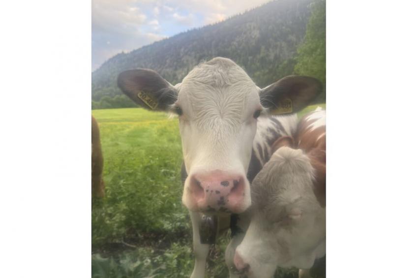 620336 - foto 13