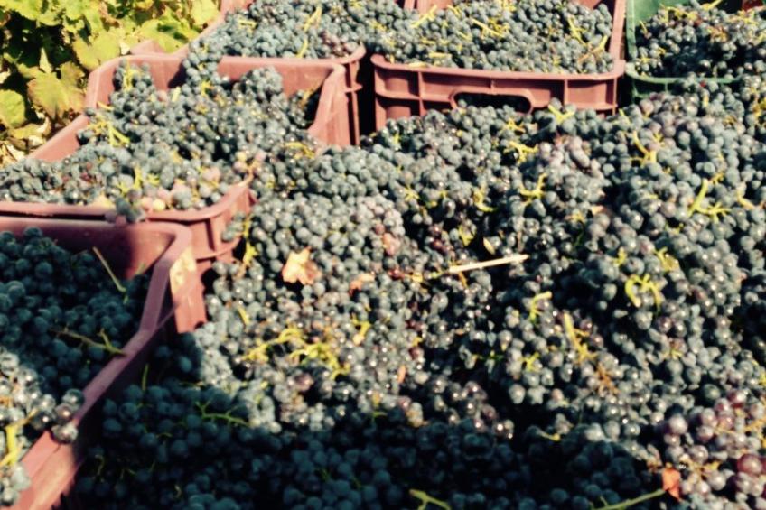 in Badolato Marina - foto 42