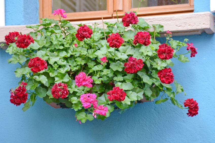 La Maison Bleue im Zentrum des Elsass in Bergheim - foto 12