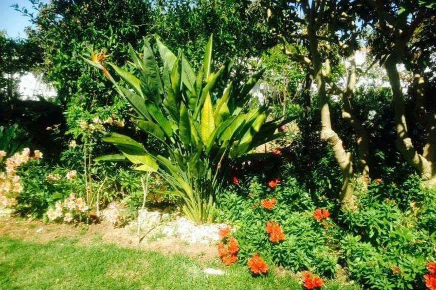 für 4 Personen in Algoz, Algarve - foto 21