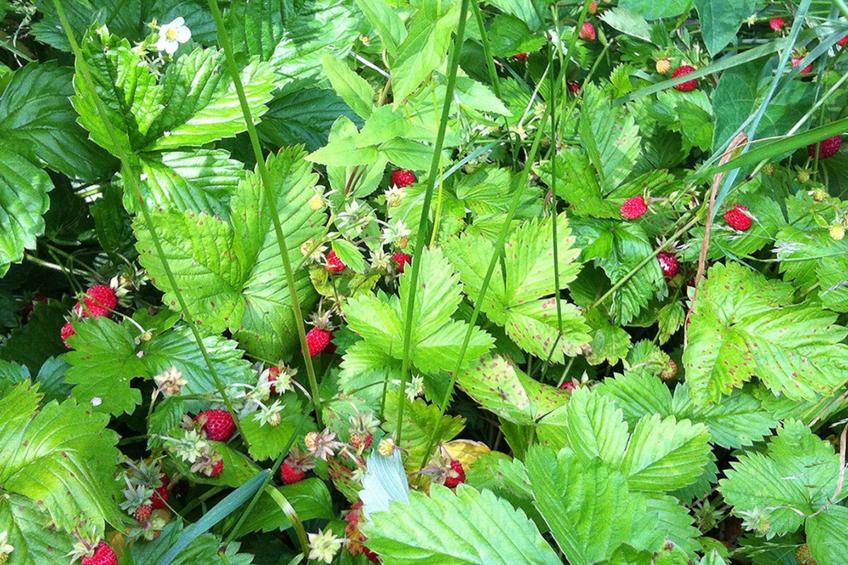 Schwedisches Glück, zwischen Wäldern und einem See - foto 14