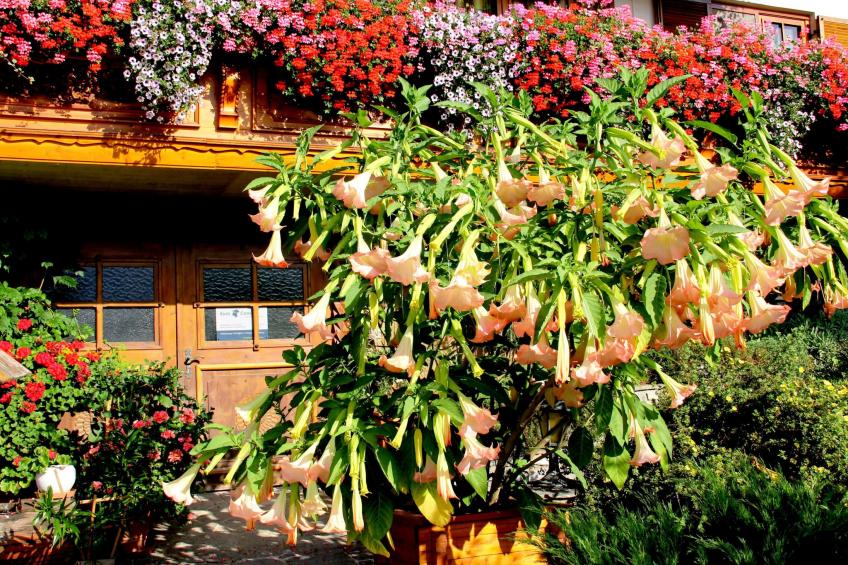 Haus König FEWO - foto 25