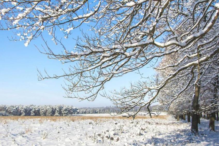 Bospark de Schaapskooi - foto 39