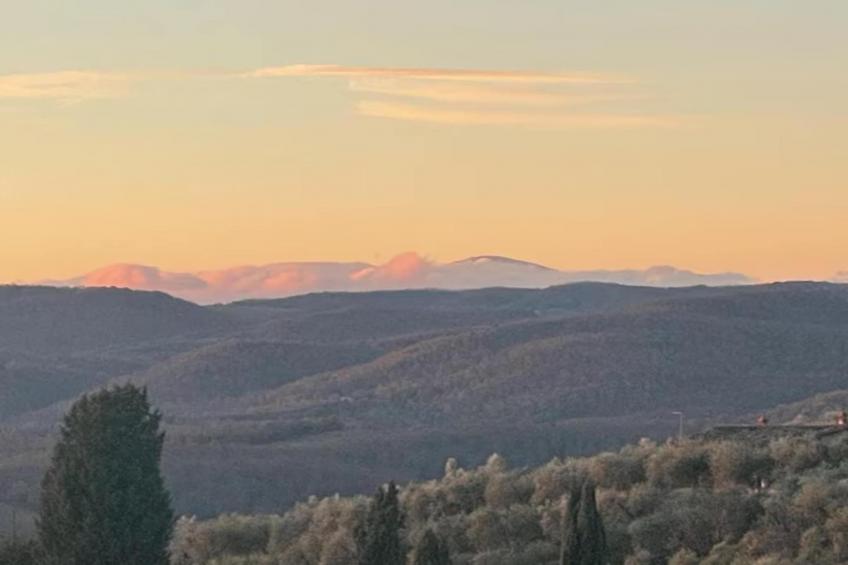 Paulonia - foto 25