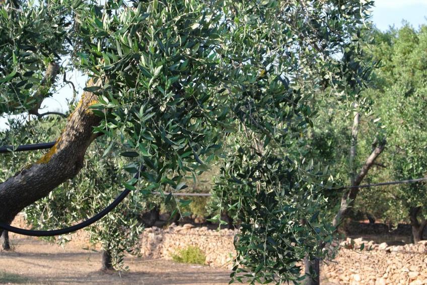 Villetti Trullissimo - foto 23