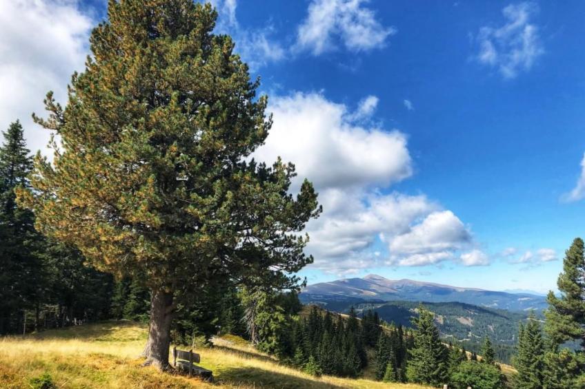 Guglhütte - foto 10