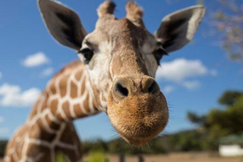 Großes modernes Ferienapartment Villa Atlantico - foto 43