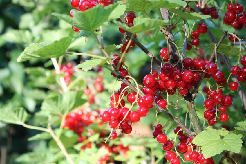 Altes Bauernhaus / Gartenblick - foto 25