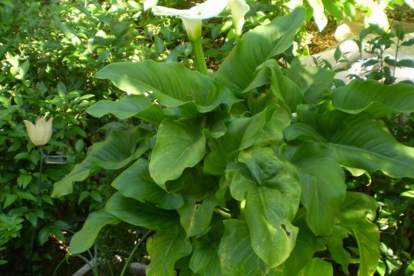 Landgut mit Garten, Grill und Terrasse - foto 48