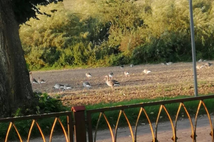 Landhaus Müritzliebe - foto 18