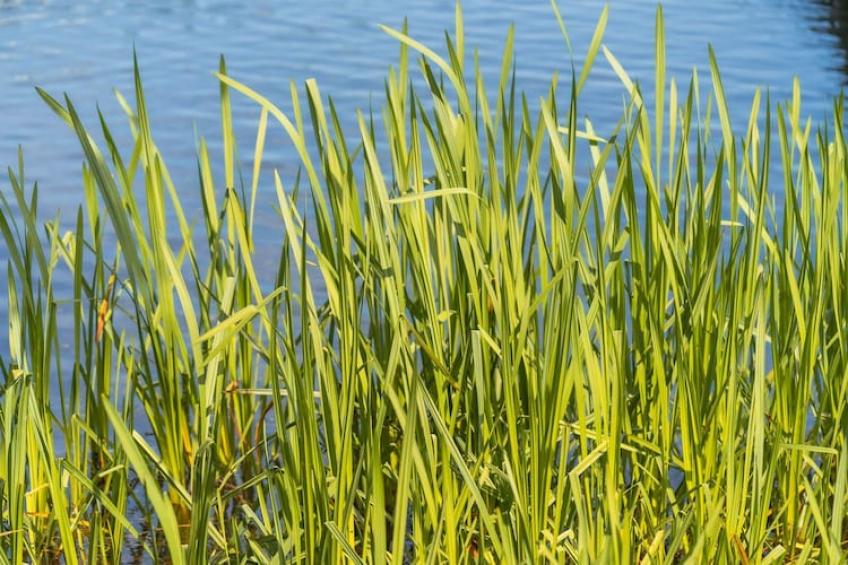 vakantiehuis Nordlys am Dümmer See, Dümmer - foto 26