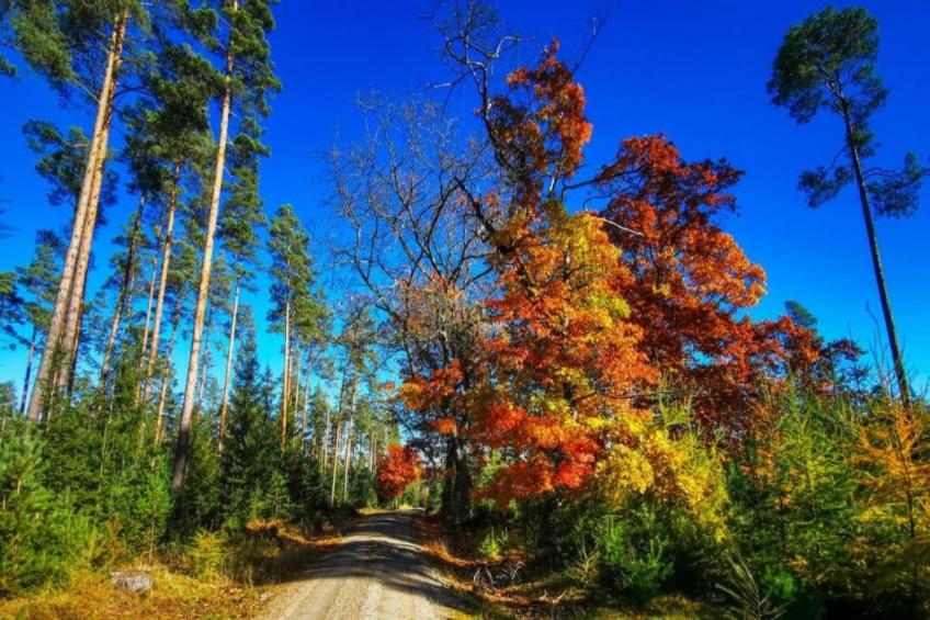 Thüringer Wald - foto 40