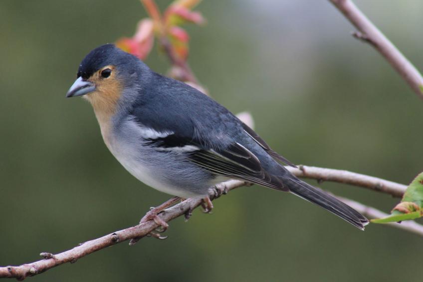 in Monte Breñas mit Grill, Terrasse und Garten - foto 19