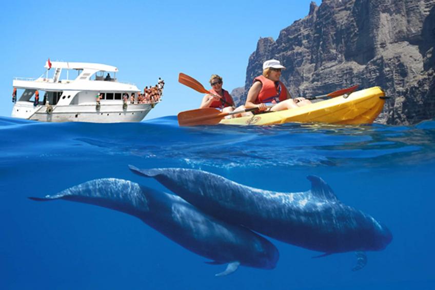 Delfin 69 2d - foto 33