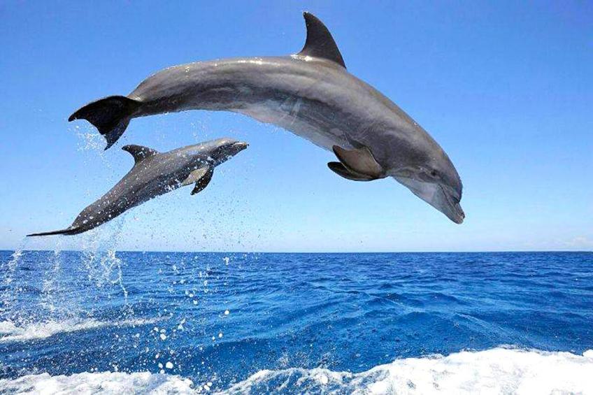 Delfin 101B 1d - foto 30