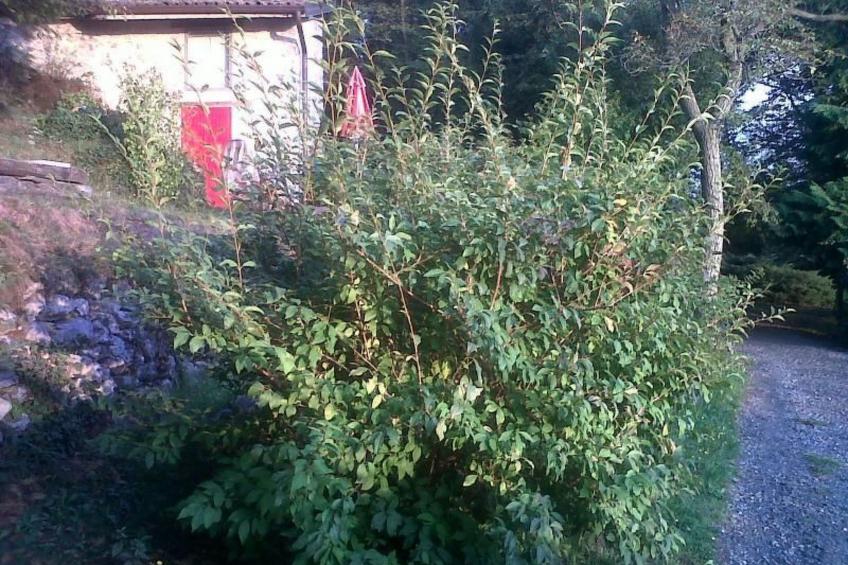 Niederwaldhaus in Solto Collina - foto 2