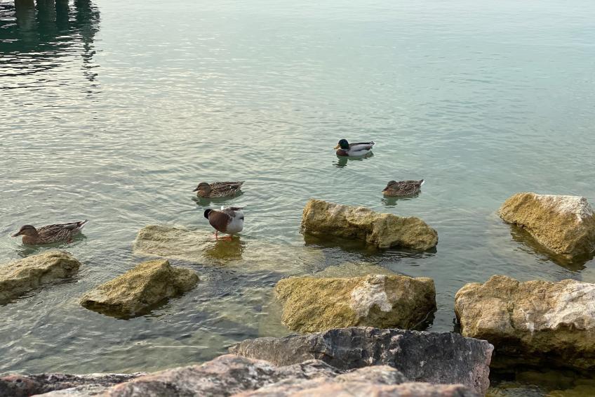 Jolly Trilo Superiore - foto 38