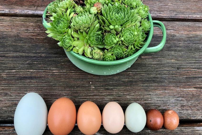 Wandlhof Ferienwohng - foto 8