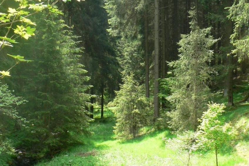 für 9 Personen im Thüringer Wald - foto 24