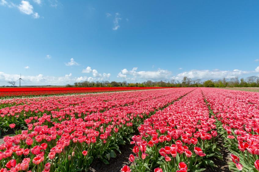 Beach Bungalow Sint aan Zee - foto 26
