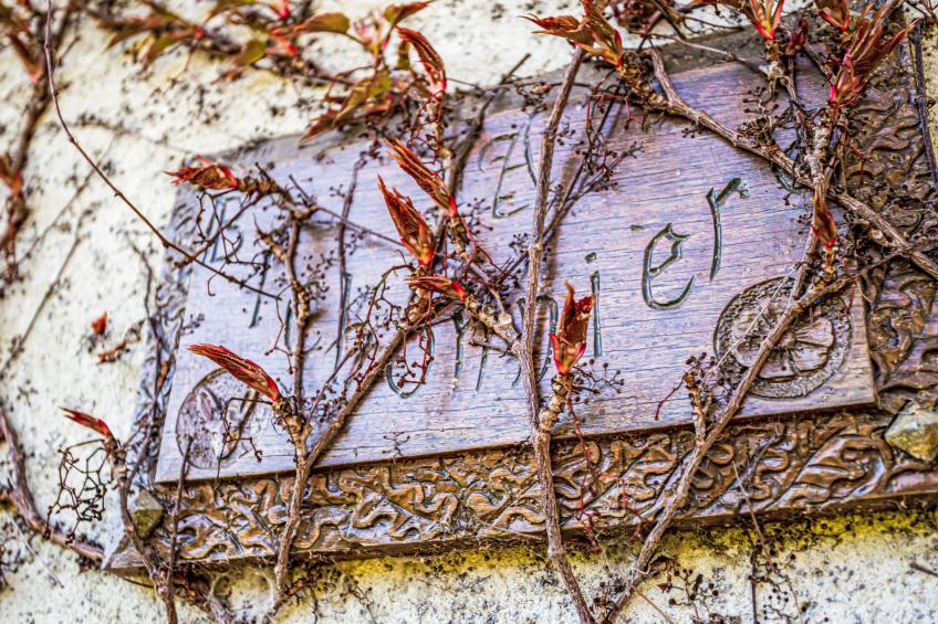 Les Jonquilles - foto 21