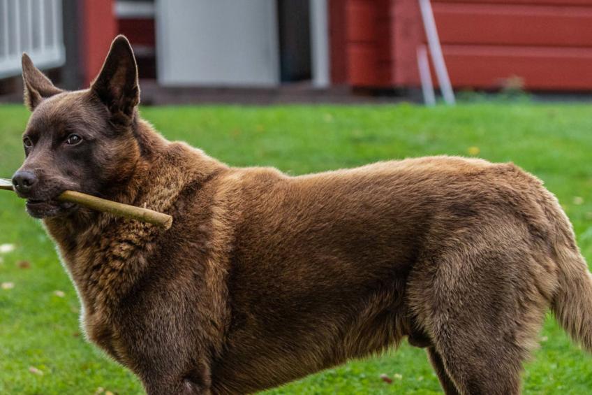 Kuikanranta, rantalan lomamökit - foto 20