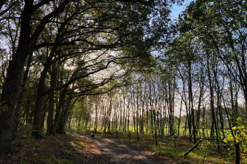 Vakantiepark De Lochemse Berg 1 - foto 27