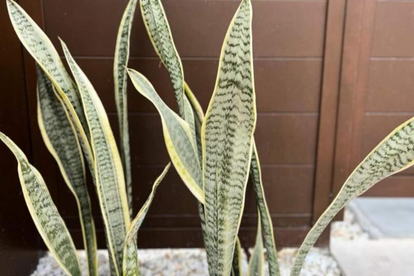 Villa Avec Piscine Privée  à San Fulgencio - foto 62