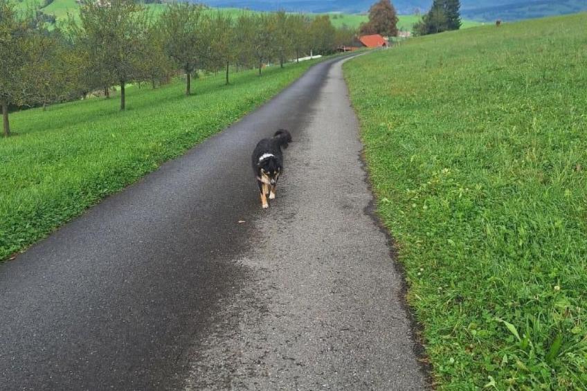 Unter Alpetli - foto 15