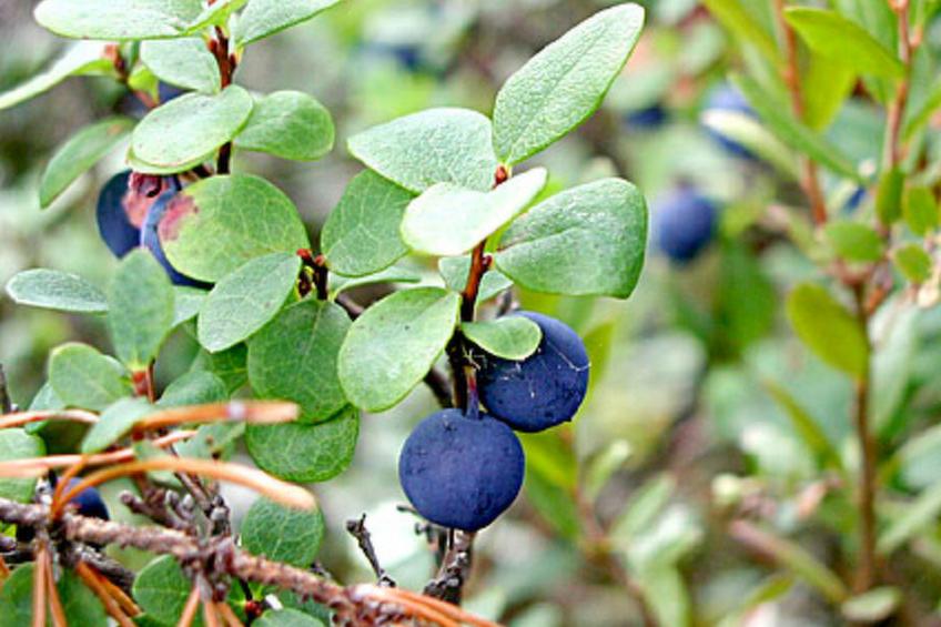 Villiruusu - foto 17