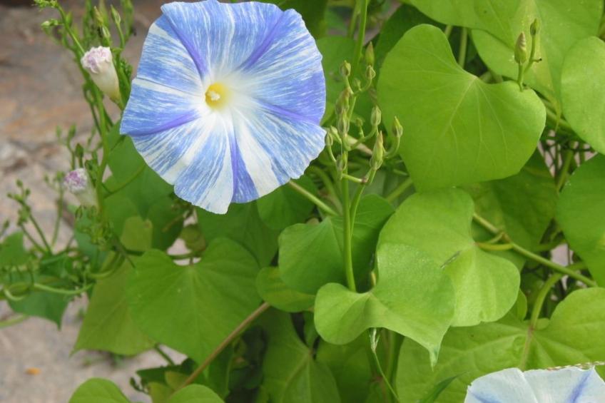 Himmelreichmühle in Sausal - foto 17