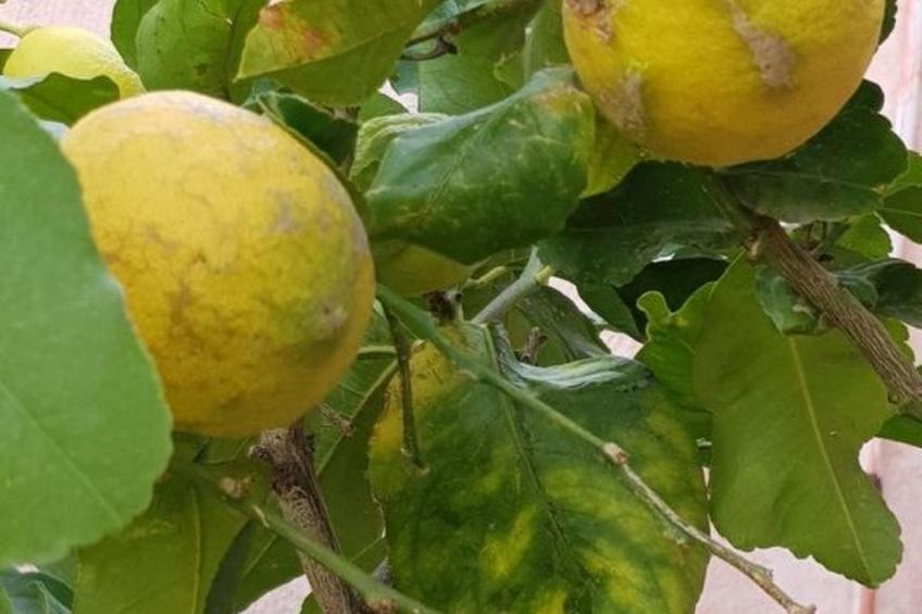 Su Niu Crobu - foto 15