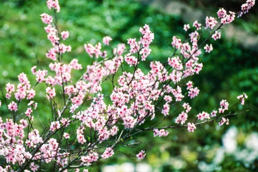 Perle-Lollipop - foto 22