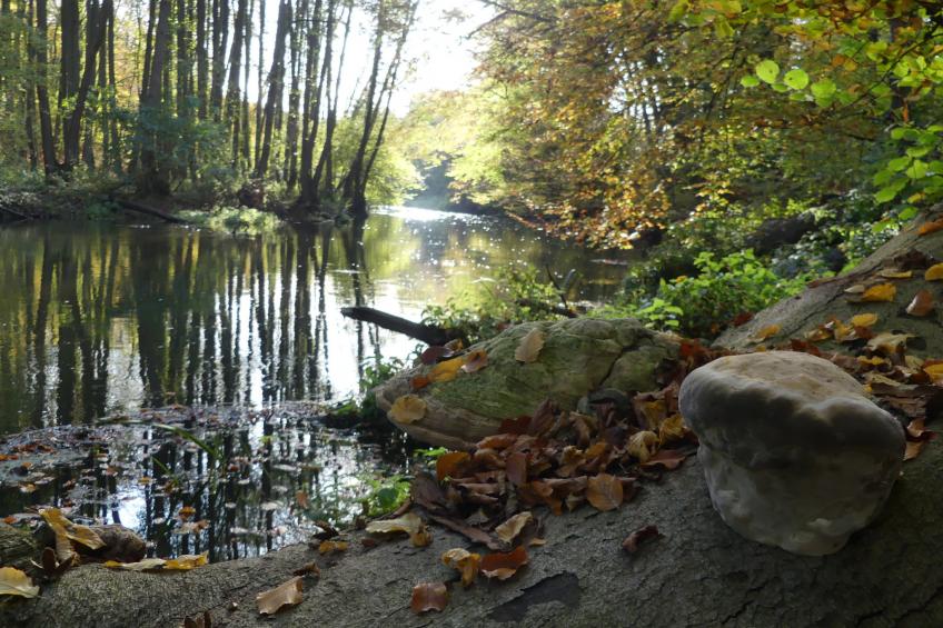 stylisches Ferienhäuschen Henry - foto 15