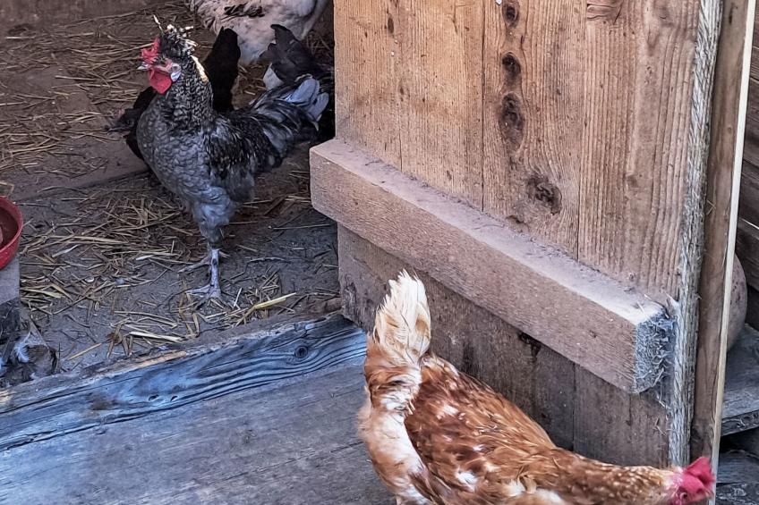 "Hüttli" neben dem Bauernhof Fendrig - foto 15